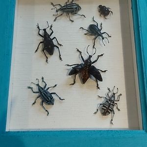 Framed Taxidermy Real Bug Art 7" x 8½"